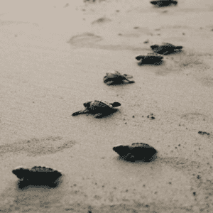 Turtle walking in the sand on a sunny day